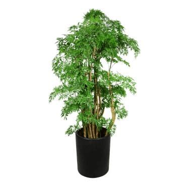 森樹風水|10分鐘學會森樹種植技巧